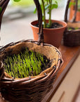 Easter Wheat Grass Kit - Organic