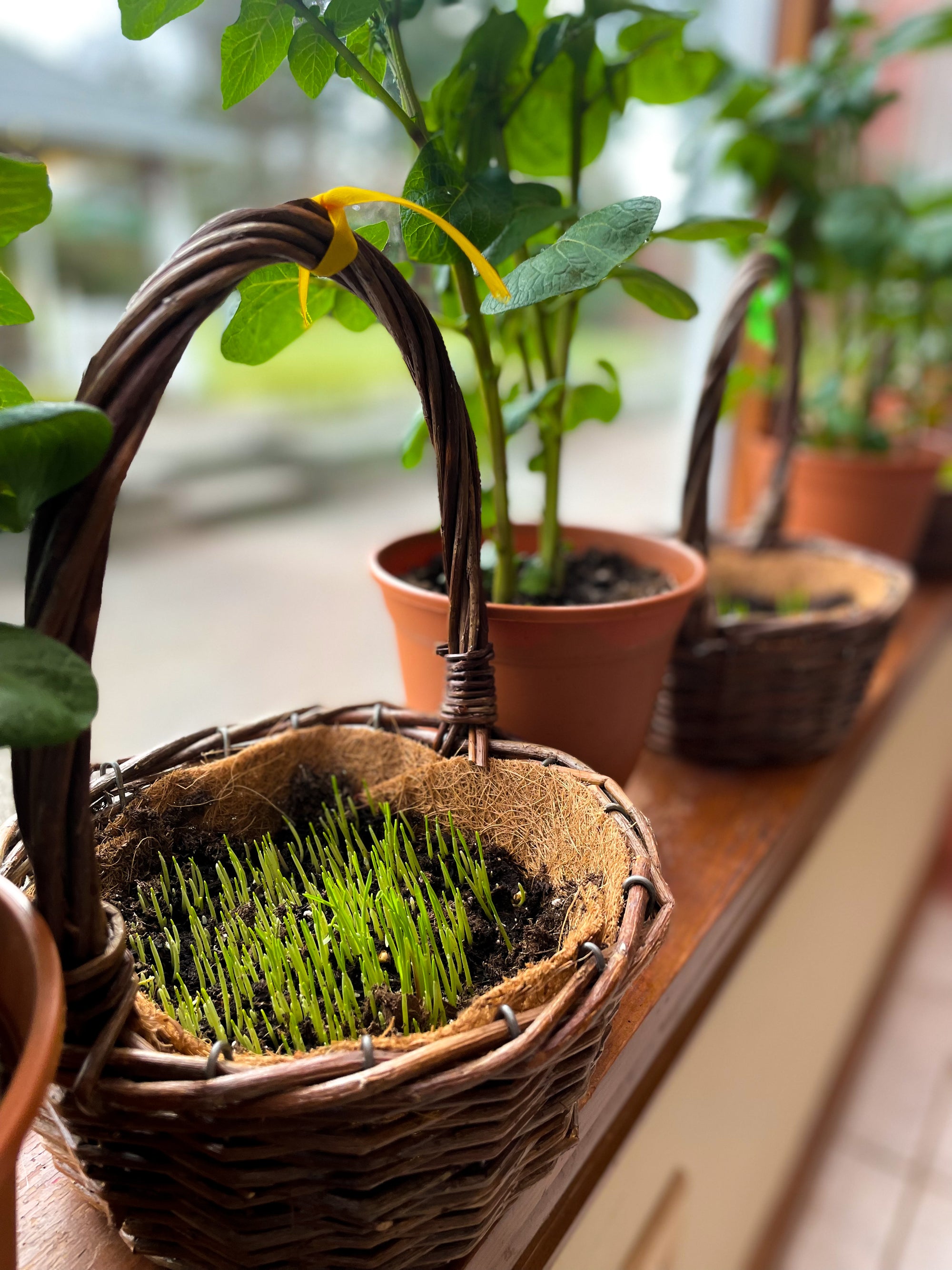 Natural Baskets (Small, Medium or Large)