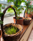 Natural Baskets (Small, Medium or Large)