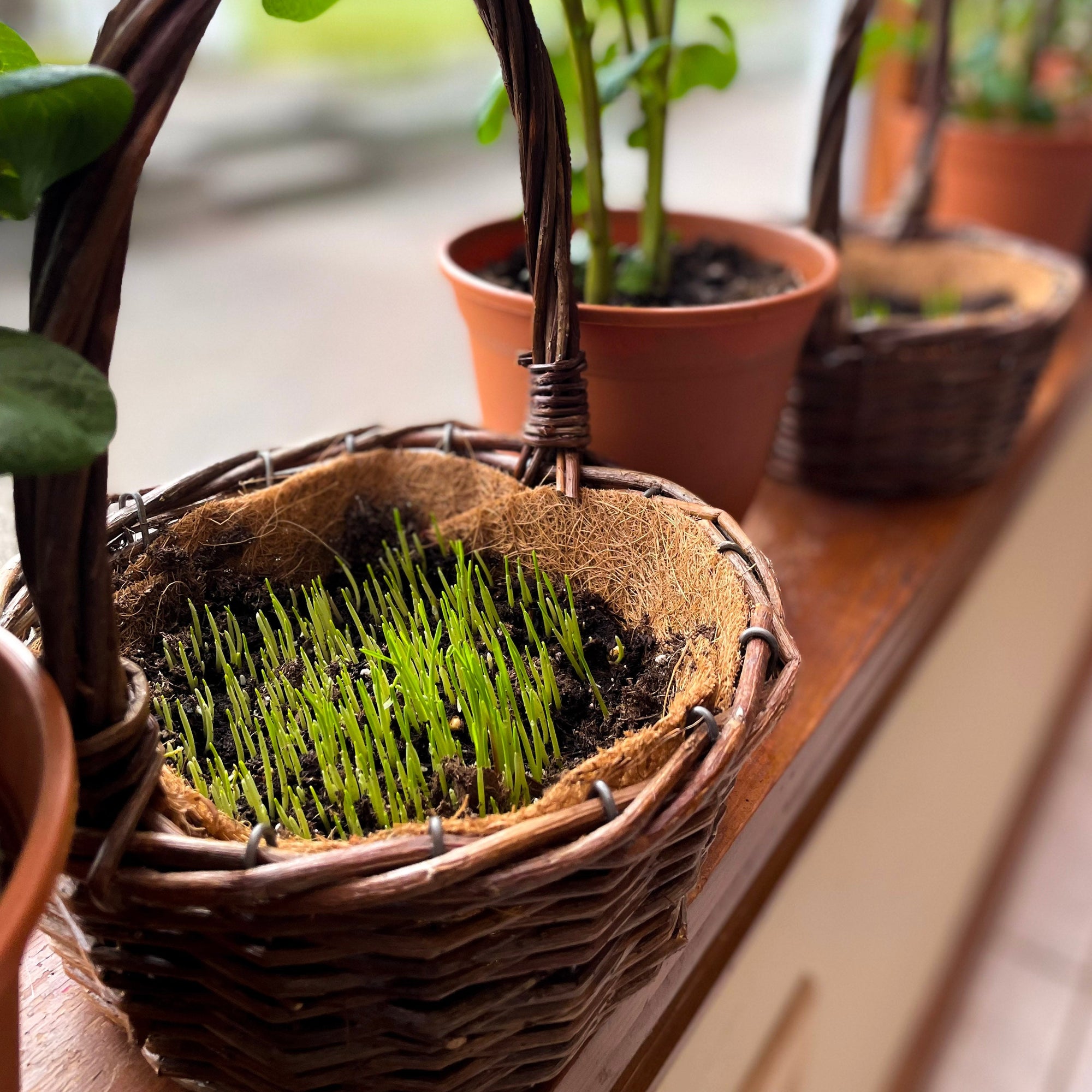 wheat grass indoor plant Easter Wheat Grass Kit